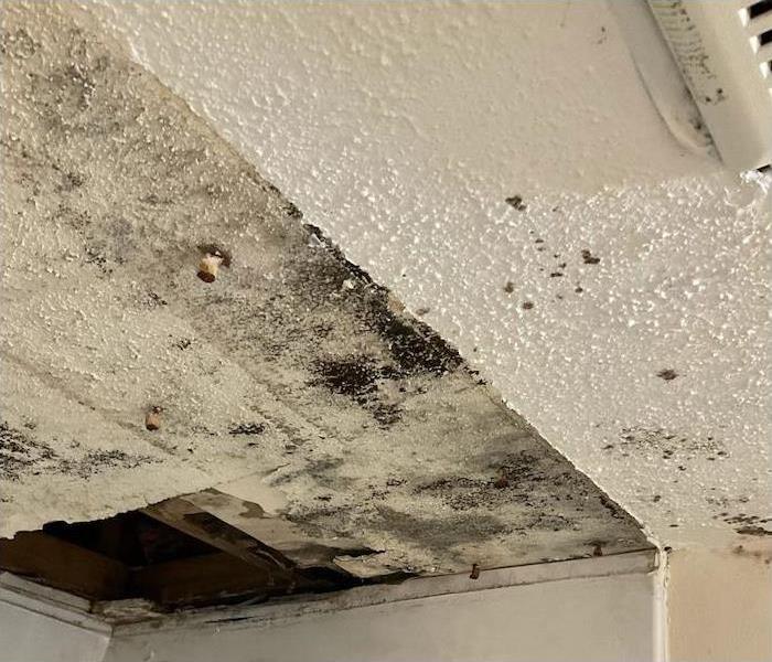 Mold Damage on a bathroom ceiling